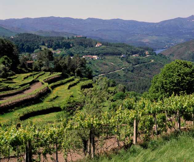 Typisch portugiesischer Weinberg in den malerischen Bergen Nordportugals – eine eindrucksvolle Kombination aus natürlicher Schönheit und traditionellem Weinanbau.