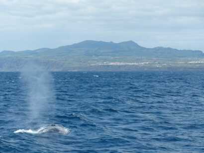 Die Vielfalt der Azoren: Wale, Vulkane und Naturgewalten erleben Sie bei Ihrer Azoren Mietwagen Rundreise – 21 Tage voller Erlebnisse