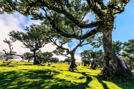 Wanderurlaub im ursprünglichen Lorbeerbwald im Südwesten Madeiras