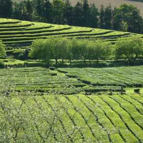 Sao Miguel Teeplantage Teaser