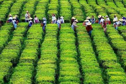 Auf den Azoren gibt es Europas einzige Teeplantage