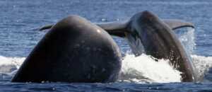 Pottwale und Delfine sind ganzjährig beim Whale Watching Sao Miguel auf den Azoren anzutreffen.