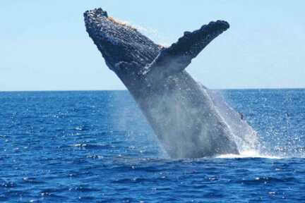 Solitärer Riese: Ein einzelner Wal vor den Azoren erhebt sich.