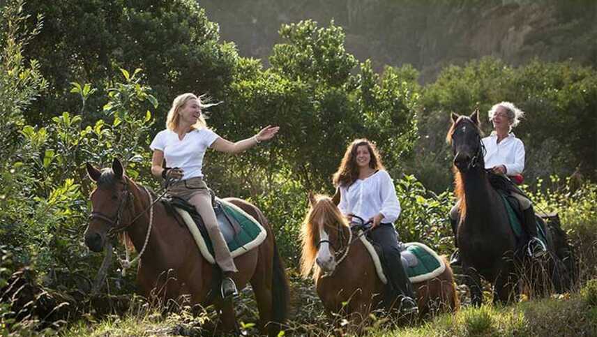 Solz aber sanftmütig: die Lusitano-Pferde der Patio Lodge