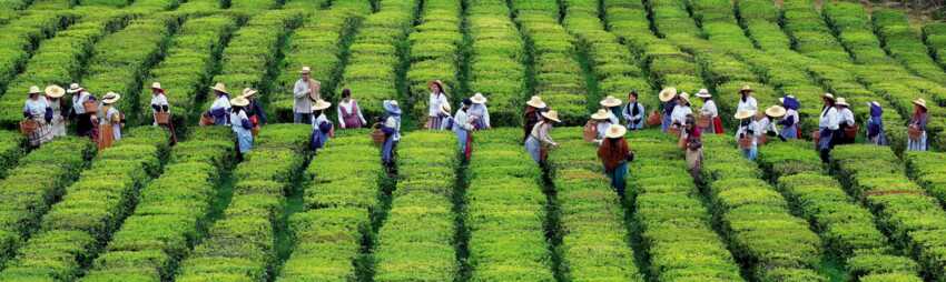 Die Teeplantagen von Sao Miguel lassen Wanderherzen im Azoren Wanderurlaub höher schlagen.