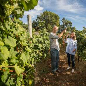 Madeira-highlights-natur-wein