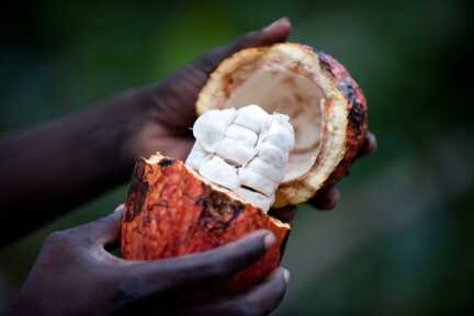 Kakaobohne auf Sao Tome