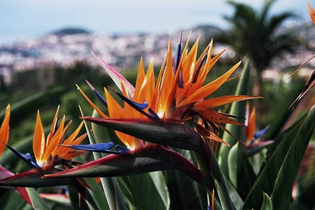 Wunderschöne Strelizien - die Paradiesblume ist auch im Botanischen Garten in Funchal vertreten