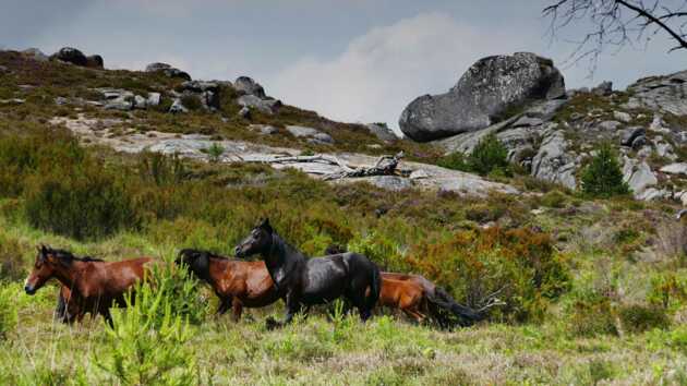 Pferde und faszinierenden Natur im Peneda Geres Nationalpark.