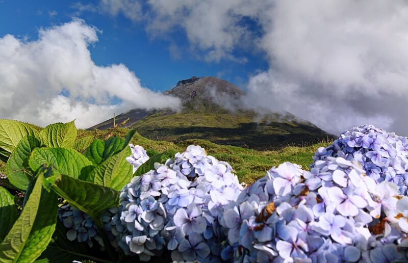 Hortensienbluete am Pico auf der Insel Pico