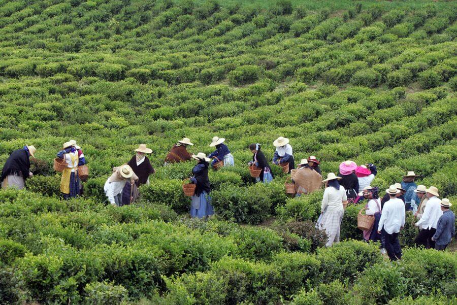 Die Teeplantage auf Sao Miguel, Azoren