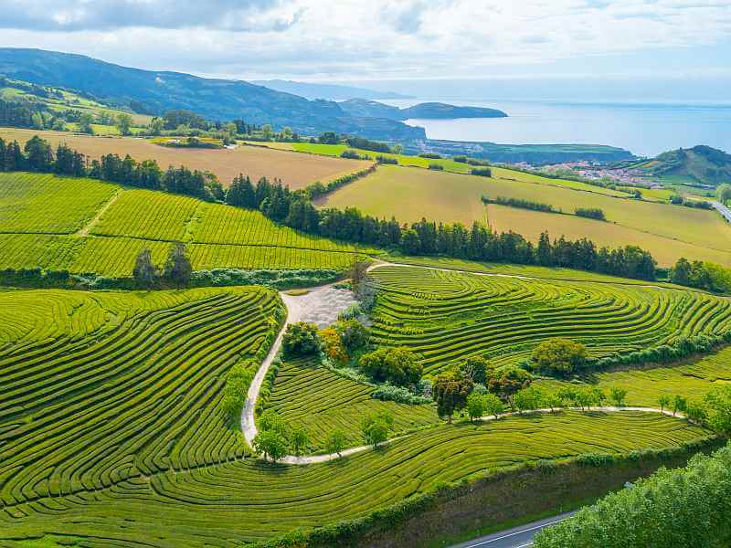 Azoren Tee prägt die Landschaft an der Nordküste von Sao Miguel