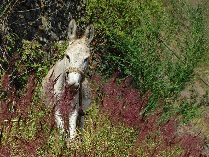 Esel und Maultiere werden auf den Kapverden als Lasttiere gehalten