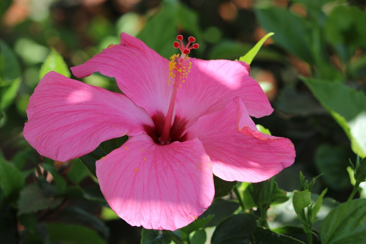 Hibiskus blüht auf der Kapverden Insel Brava