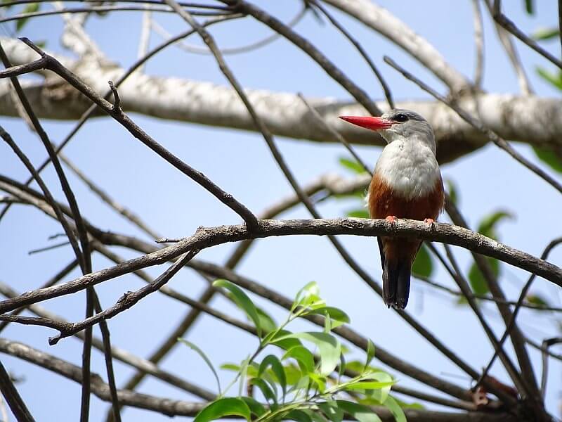 Die reiche Vogelwelt der Kapverden ist vielfältig