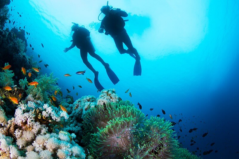wunderschöne Unterwasserwelt beim Tauchen auf den Kapverden erleben