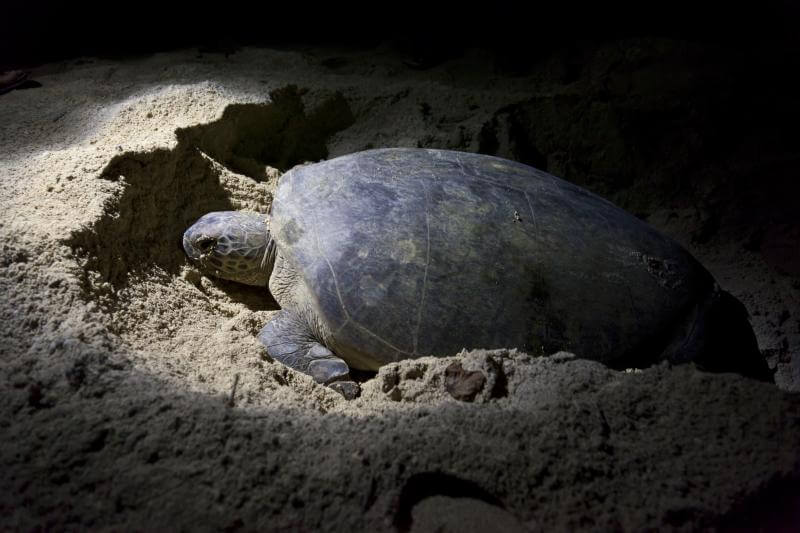 Schildkröten Boa Vista