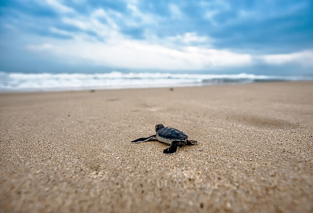 Schildkröten-Baby auf dem Weg zum Atlantik am Strand von Boa Vista