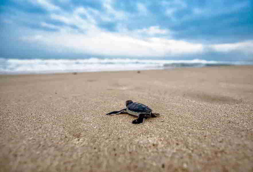 Ein Erlebnis: Auf Kap Verde schlüpfen die Jungen der Schildkröten und machen sich auf den Weg ins Meer