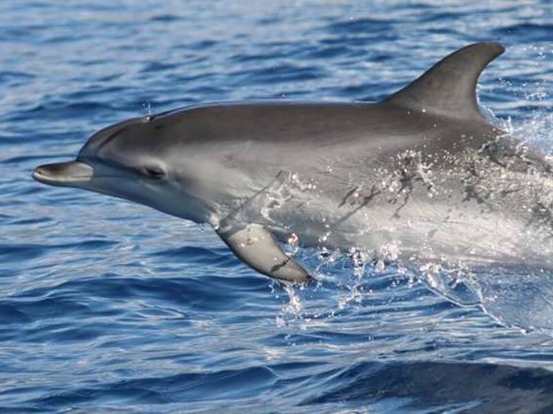 Nicht im Walmuseum auf Madeira, sondern im Meer vor Madeira - Delfine