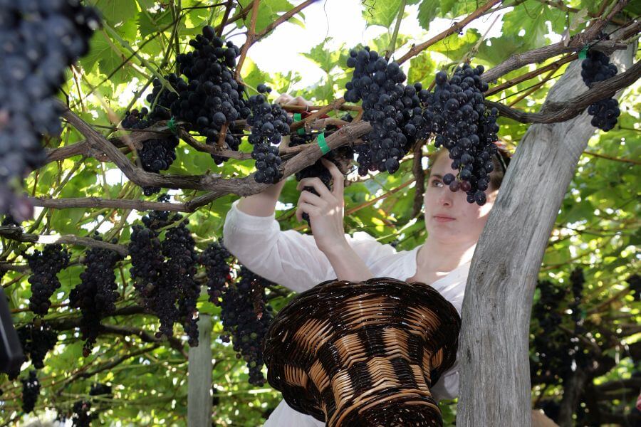 Ernte des Madeira-Weins auf der portugiesischen Atlantikinsel