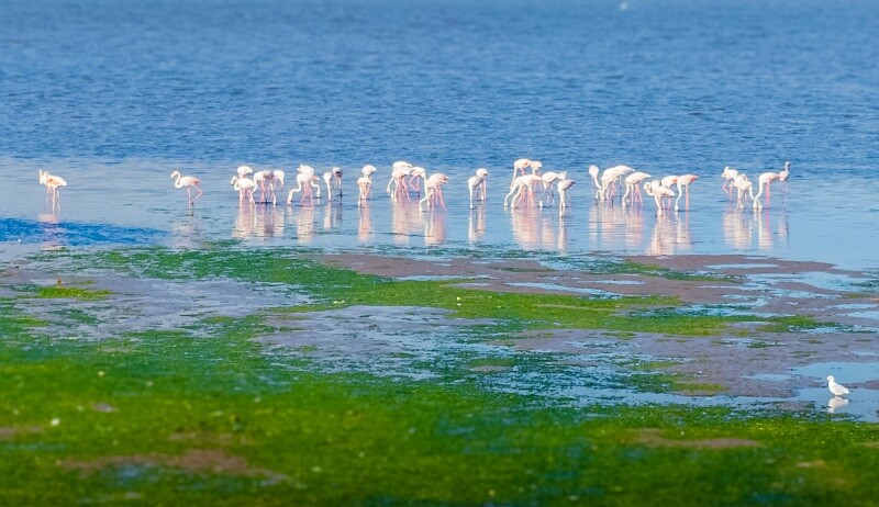 Rosa Flamingos in den Lagunen des Naturparks Ria Formosa - Algarve Sehenswürdigkeiten