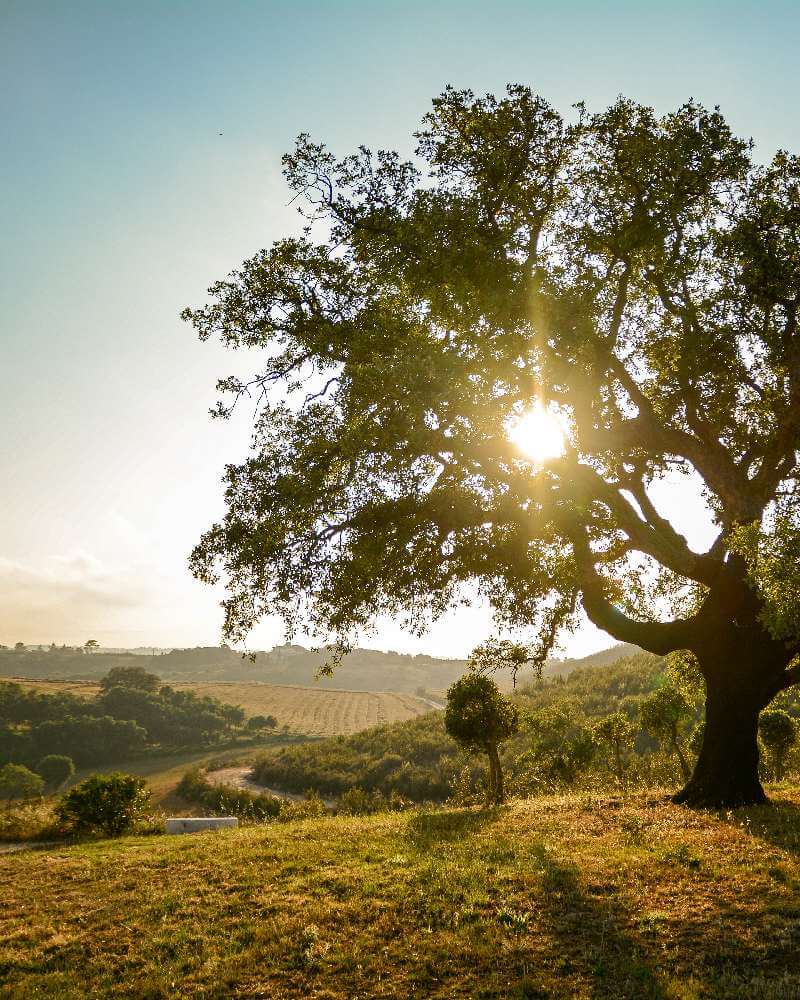 Nachhaltig Reisen in Portugal